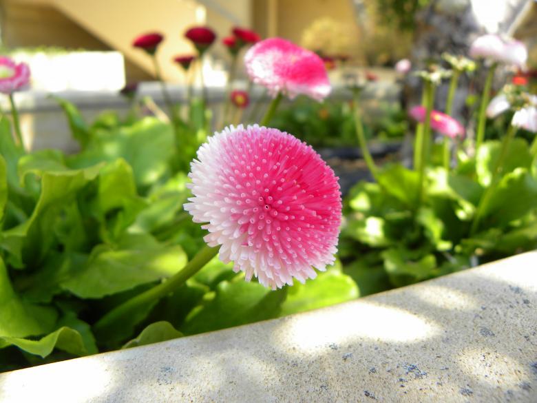 Free stock image of Pink flower created by George
