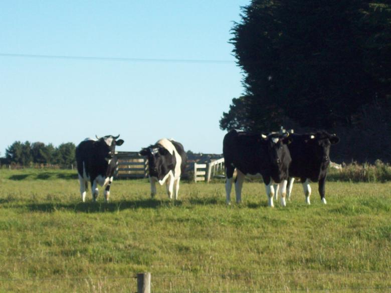 Free stock image of Dunedin cows created by Peter Alexander Robb