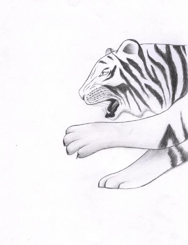 Free stock image of Tiger Sketch created by Bilal Aslam