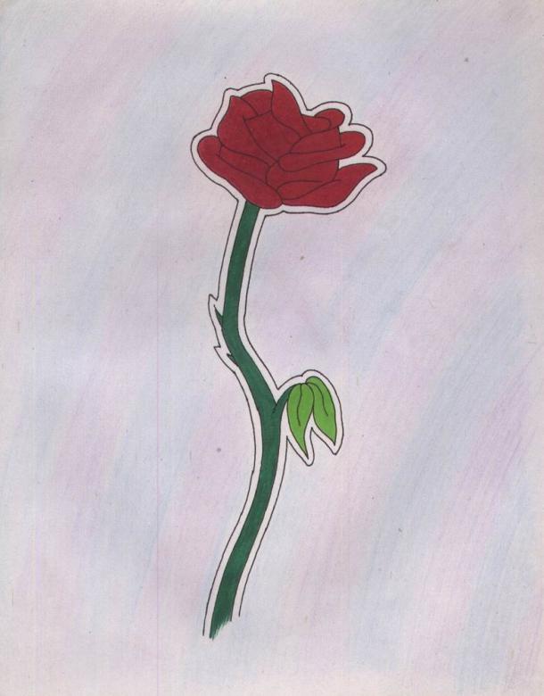 Free stock image of Red Rose created by Bilal Aslam