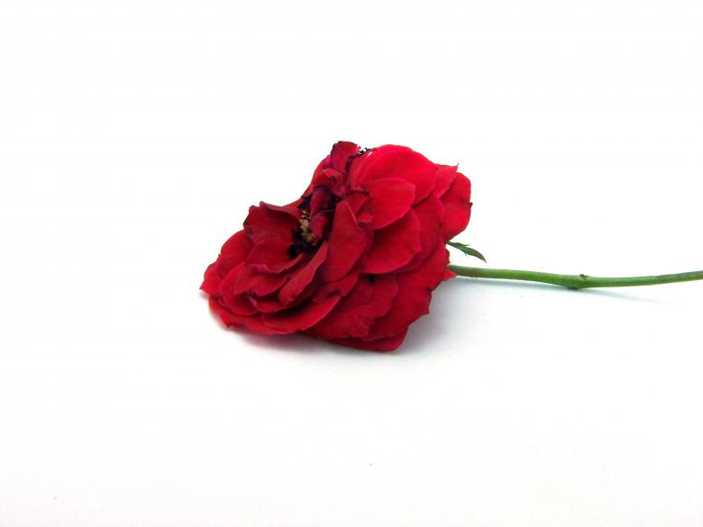 Free stock image of Isolated Red rose created by homero chapa