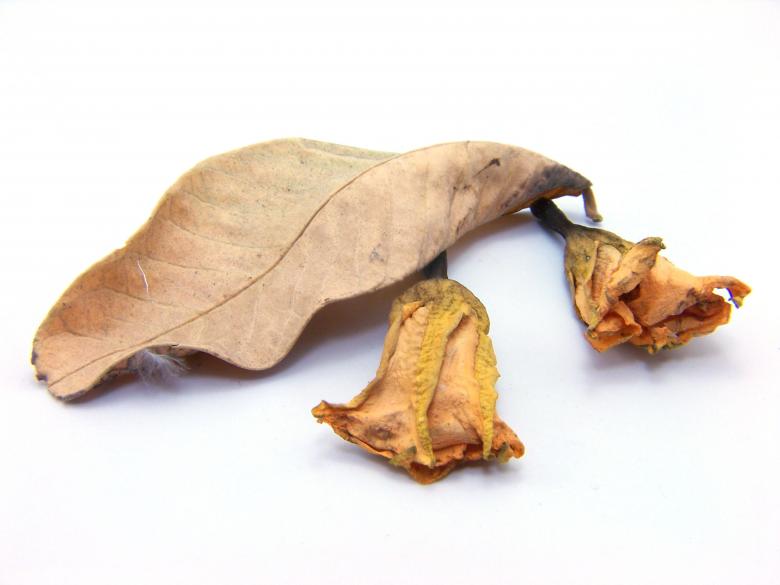 Free stock image of Old Dry Leafs created by homero chapa