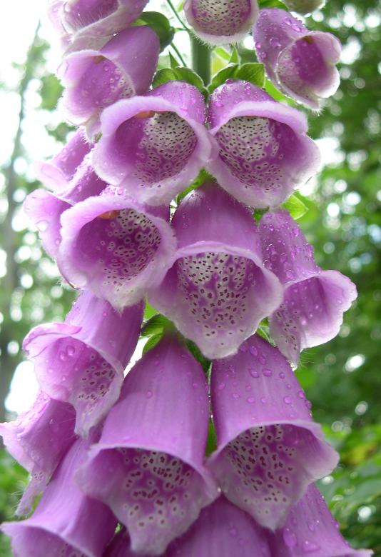 Free stock image of Foxgloves created by Jackie Skeate