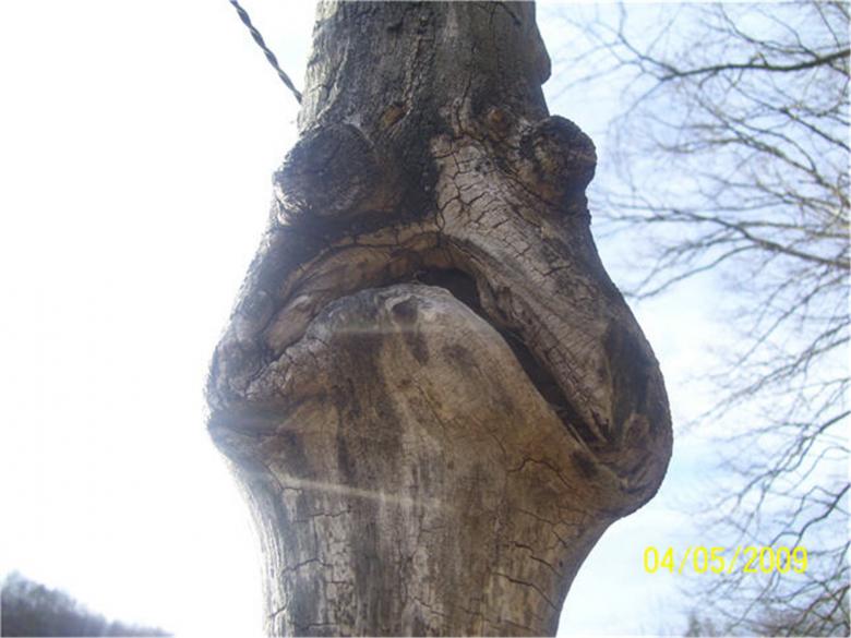 Free stock image of Wooden Oddity created by Marcy