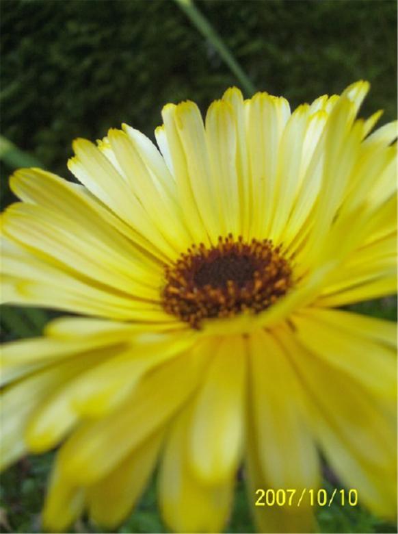 Free stock image of Loves Me Loves Me Not created by Marcy