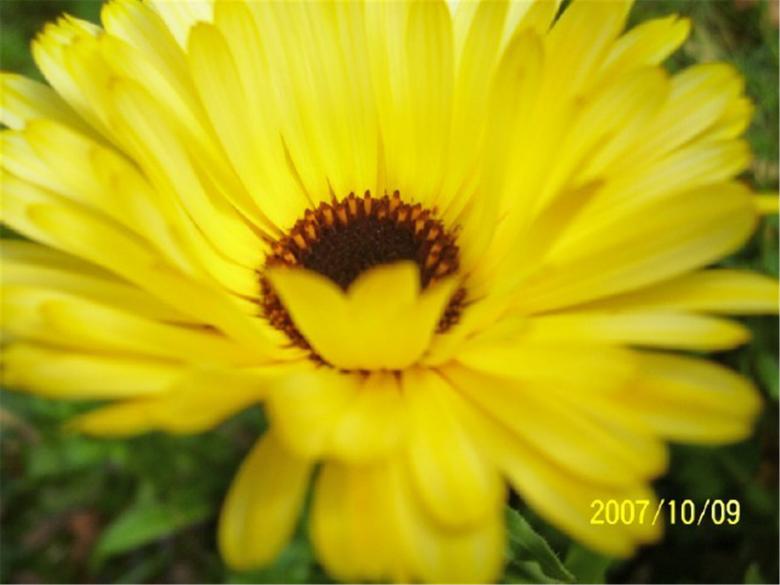 Free stock image of Mello Yellow created by Marcy