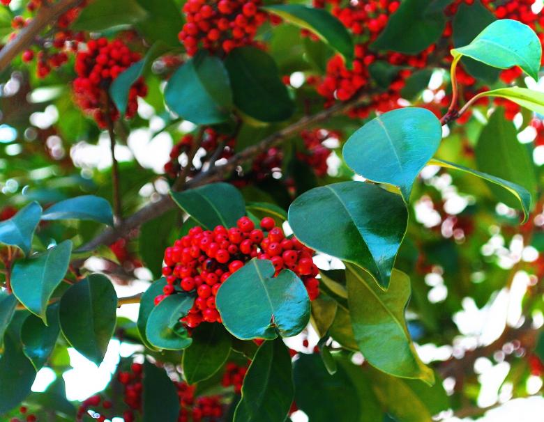Free stock image of Red berries created by michael w. giddens