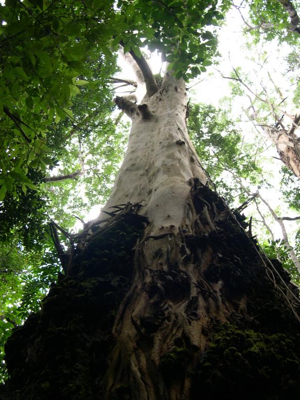 Free stock image of Tree created by Jackie Skeate