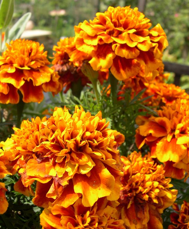 Free stock image of Marigolds created by Jackie Skeate