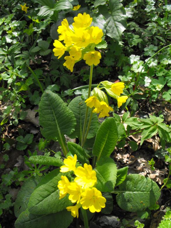 Free stock image of Spring flower-Primula officinalis created by Yuliy Ganev