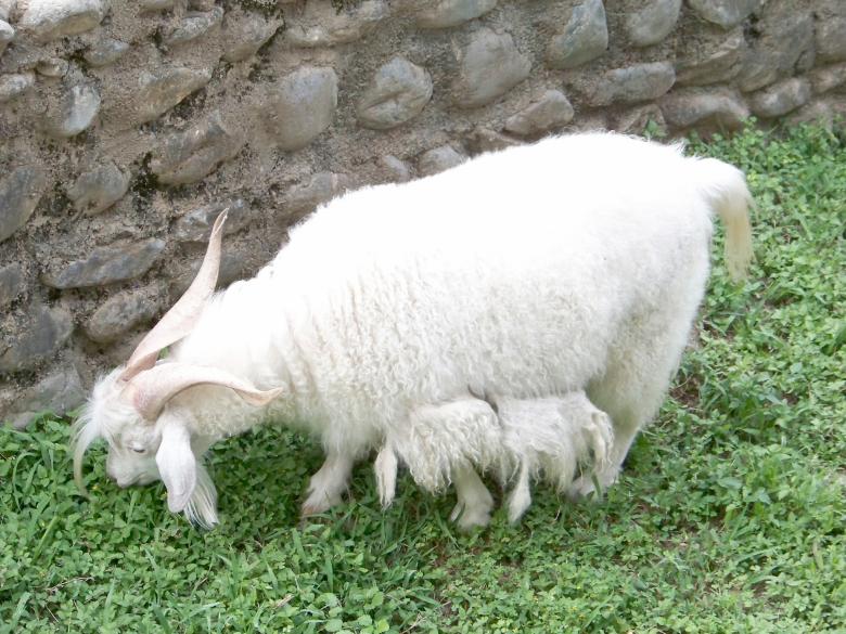 Free stock image of Goat created by homero chapa