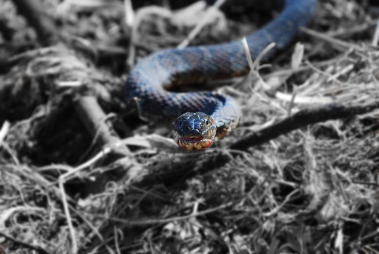 Free stock image of Snake eyes created by Brad