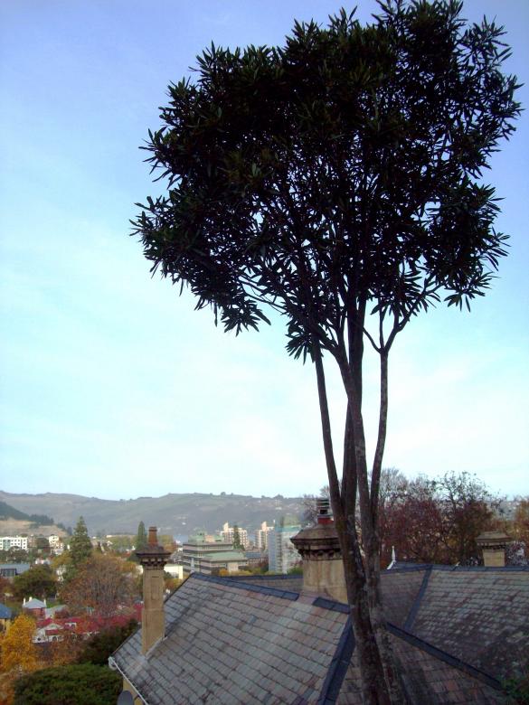 Free stock image of Looking out over autumn in Dunedin created by Peter Alexander Robb