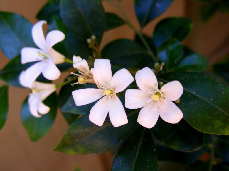 Free stock image of White Jasmine flower created by Rosella Hermawan