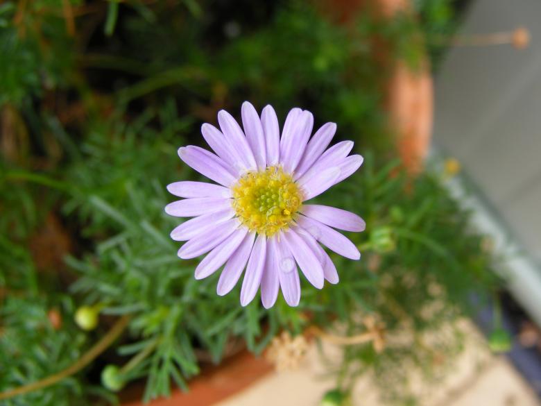 Free stock image of Purple daisy flower created by Rosella Hermawan
