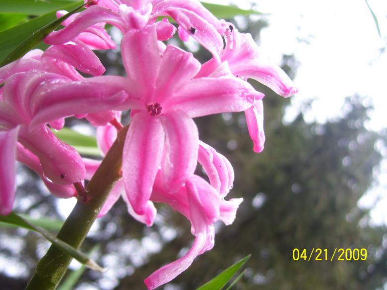 Free stock image of Pretty In Pink created by Marcy