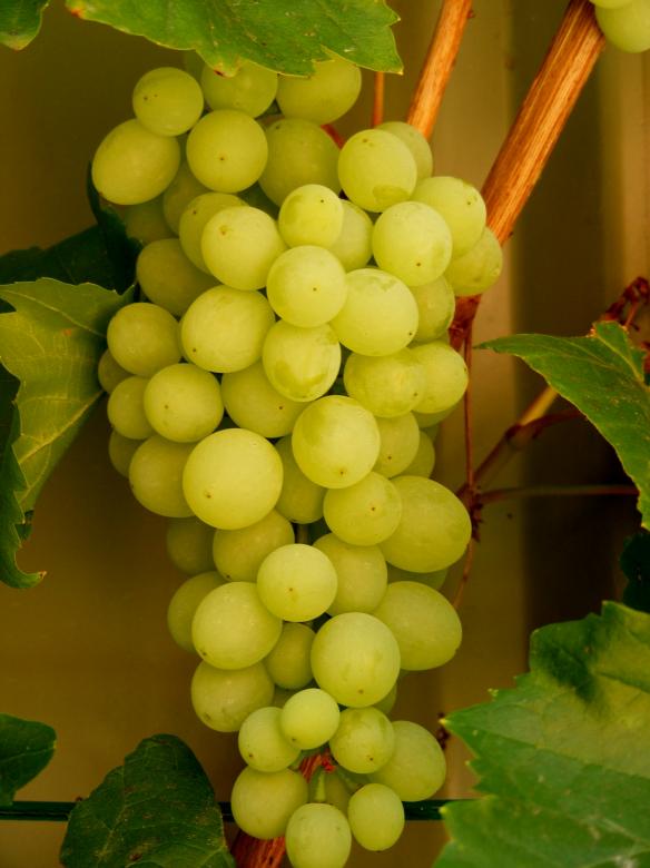 Free stock image of Grapes - My backyard created by Rosella Hermawan