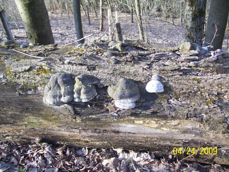 Free stock image of Fallen Dead Tree created by Marcy