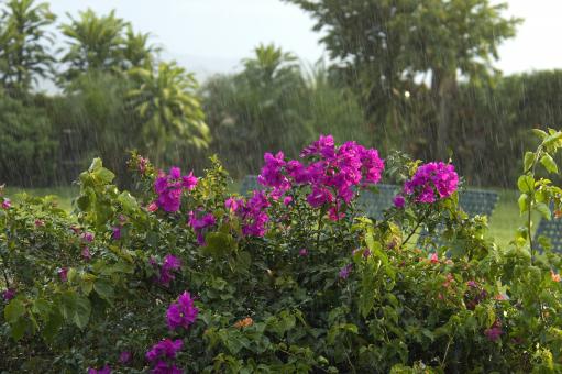 Flowers bugambilia - Free Stock Photo