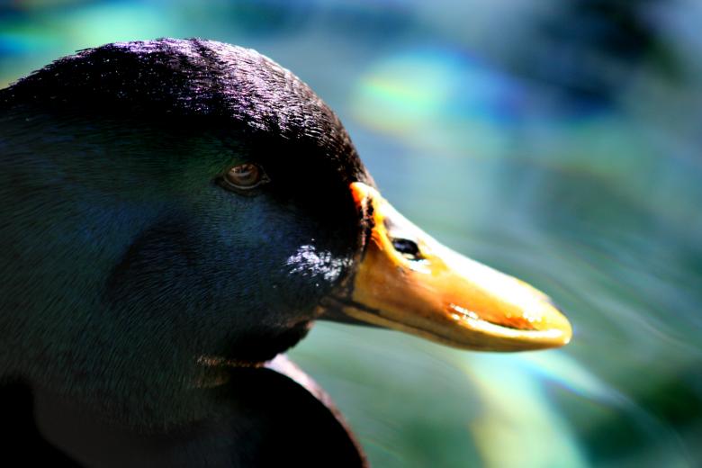 Free stock image of Duckface created by PatriciaEgreen
