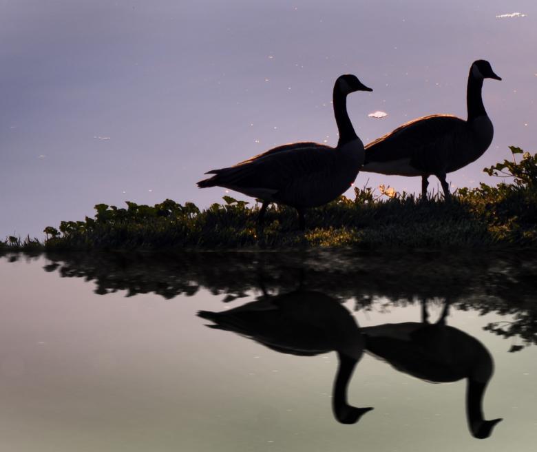 Free stock image of Two Geese created by PatriciaEgreen