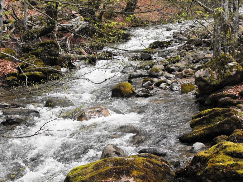 Free stock image of Little spring river created by Yuliy Ganev