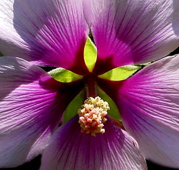 Flower Close-up - Free Stock Photo