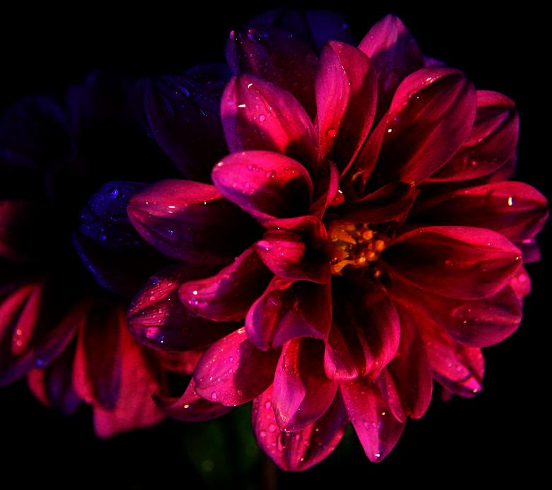 Free stock image of Flower In the Dark created by PatriciaEgreen