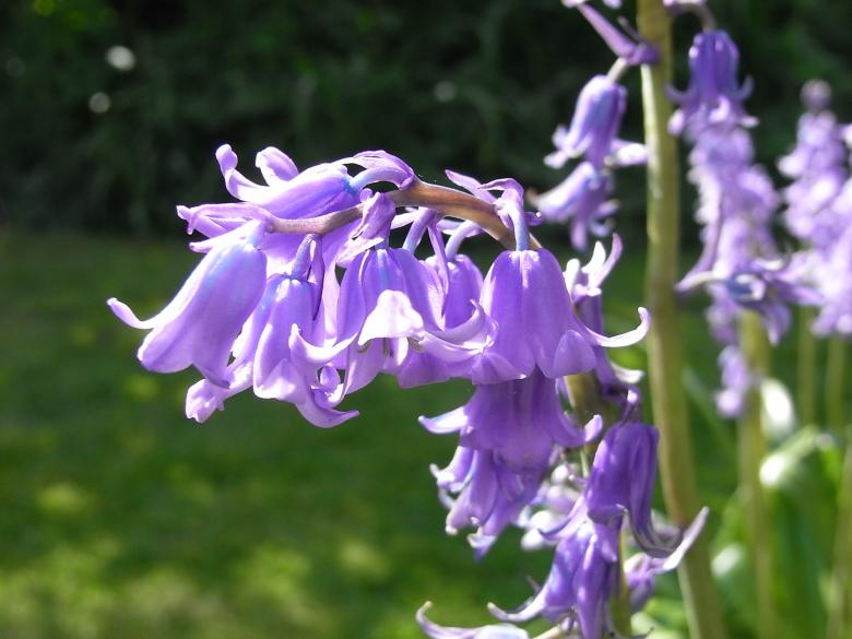 Free stock image of Bluebells created by Jackie Skeate