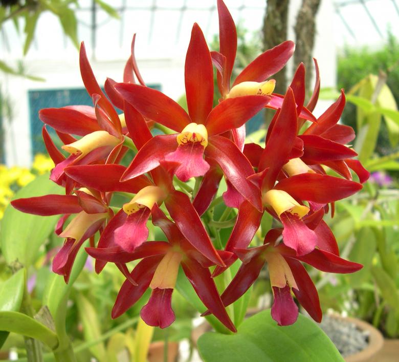 Free stock image of Orchids created by Jackie Skeate