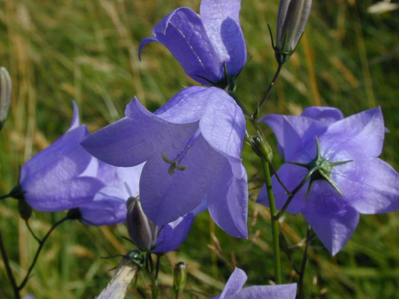 Free stock image of Bluebells created by freeimageslive