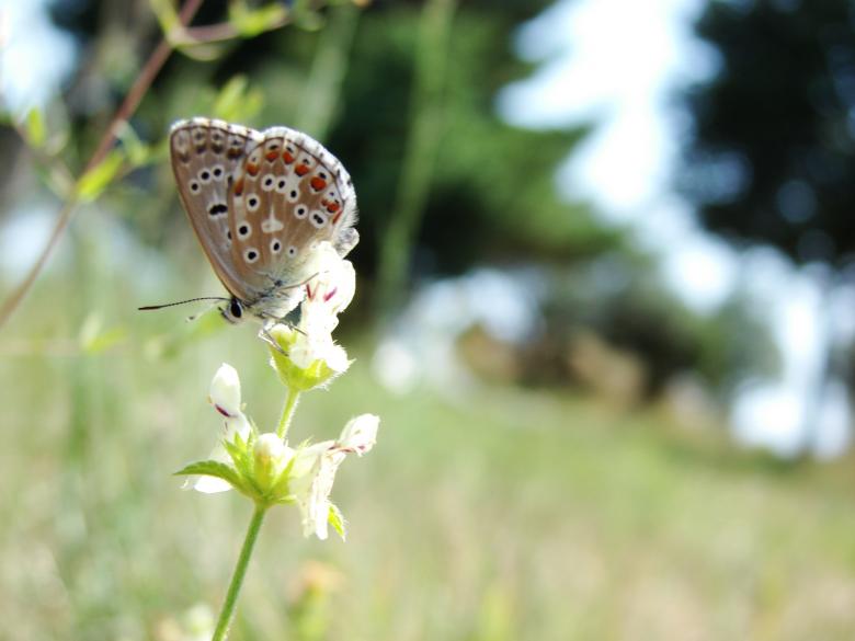 Free stock image of Croatian Butterfly created by Stefan Giuliani