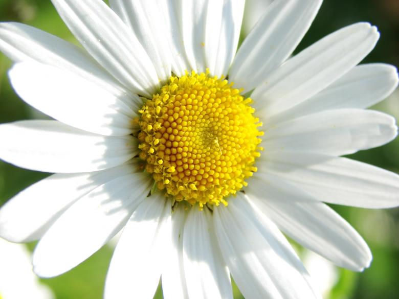 Free stock image of Marguerite created by Stefan Giuliani