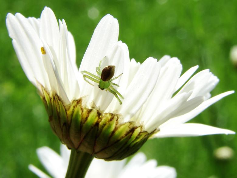 Free stock image of Small Spider on Marguerite created by Stefan Giuliani