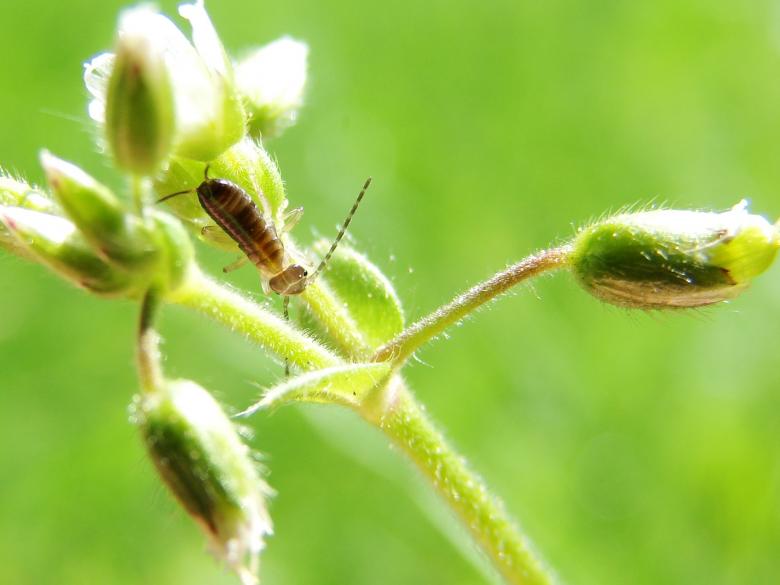 Free stock image of Earwig on Marguerite created by Stefan Giuliani