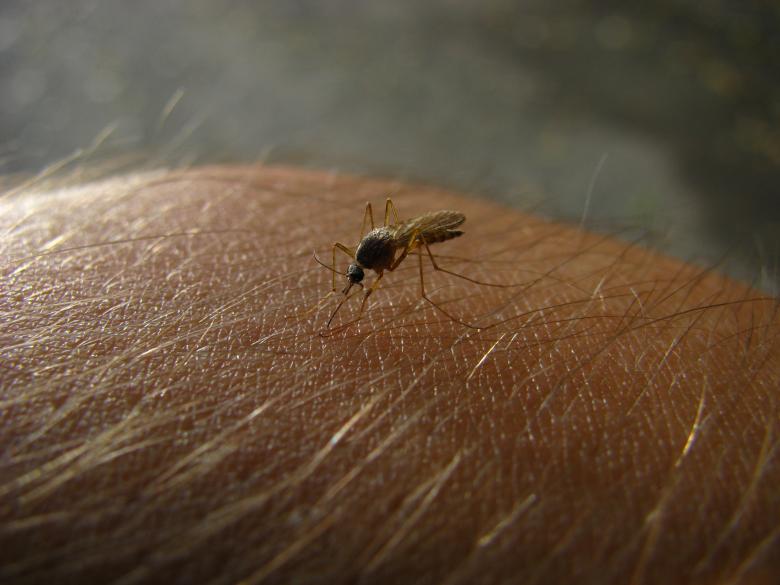 Free stock image of Mosquito created by Pablo