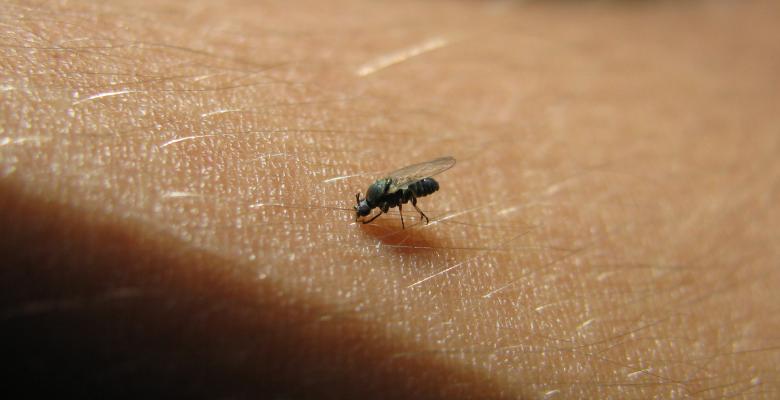 Free stock image of Fly on skin created by Pablo