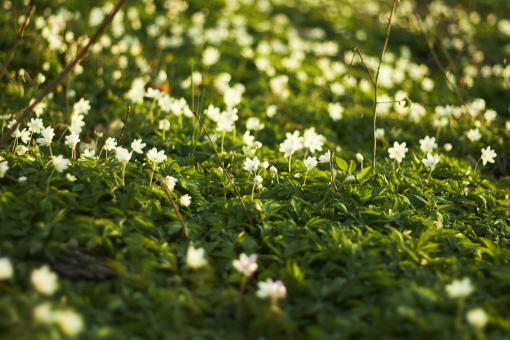 Free Stock Photo of Summer Grass