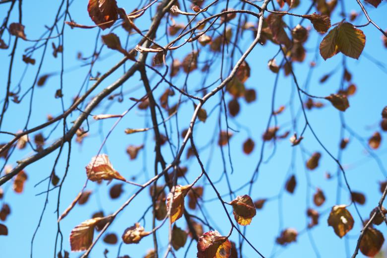 Free stock image of Summer Nature created by AD