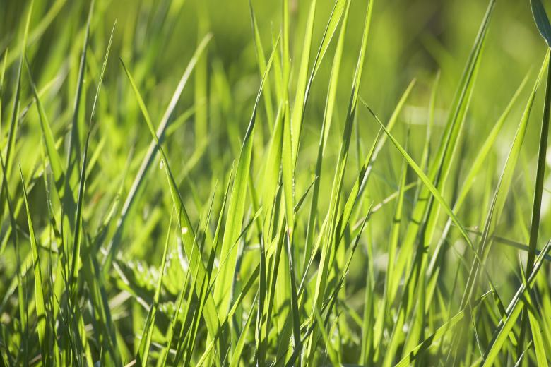 Free stock image of Summer Nature created by AD