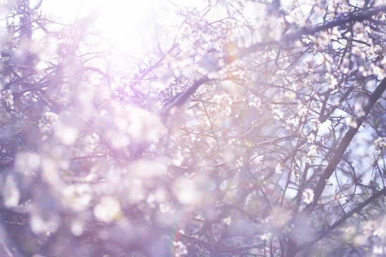 Free stock image of Summer Nature created by AD