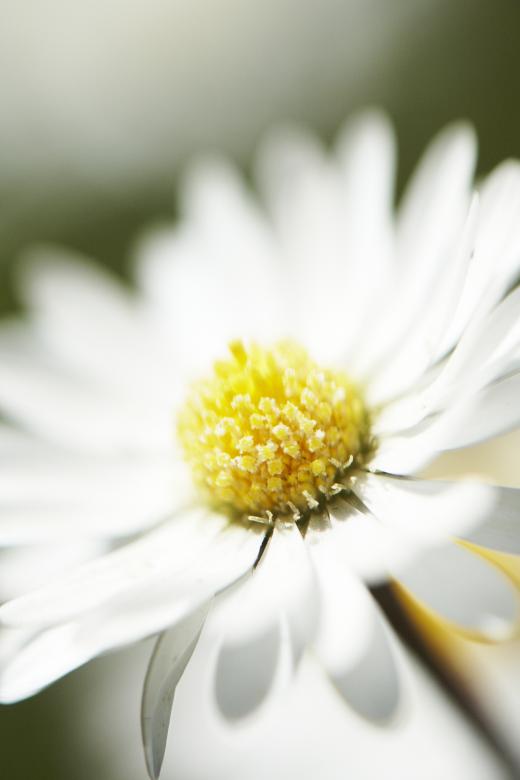 Free stock image of Swedish Summer created by AD