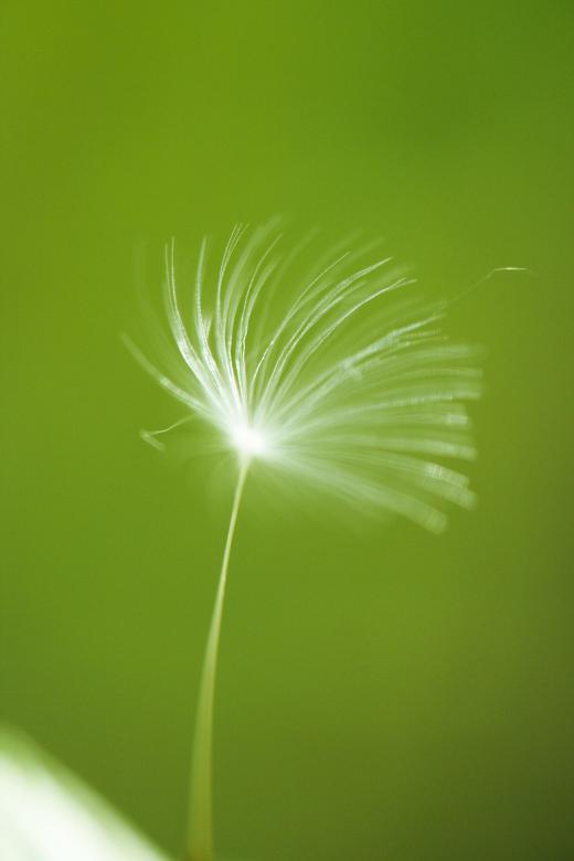 Free stock image of Swedish Summer created by AD