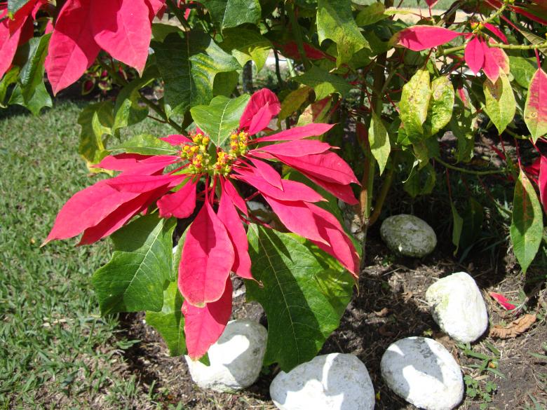 Free stock image of Flower In Red created by Johan Cala