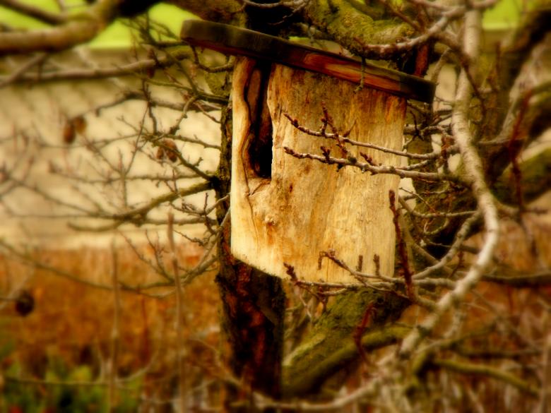 Free stock image of Bird-Box created by Jan St