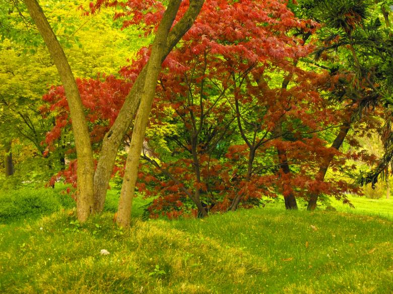 Free stock image of Colorful Forest created by Jan St