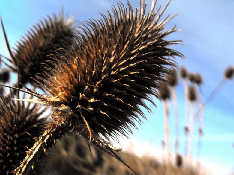 Free stock image of Thorns created by Jan St