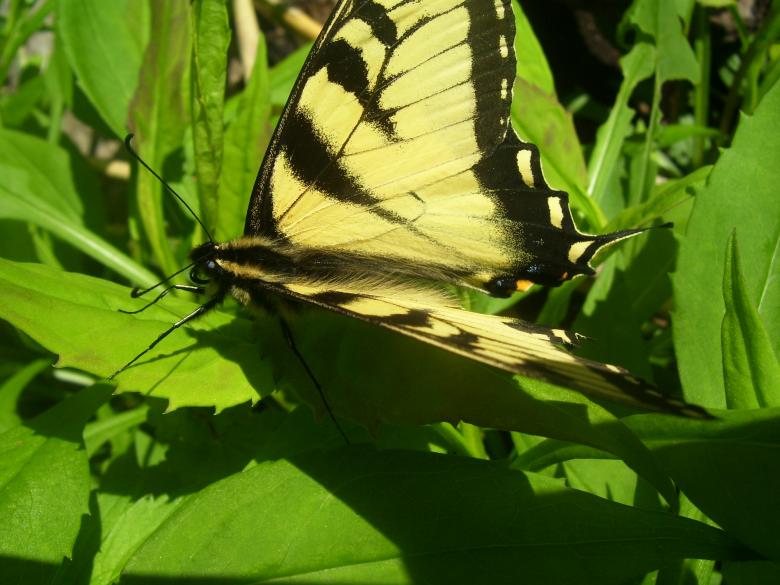Free stock image of ButterFly created by Marcy