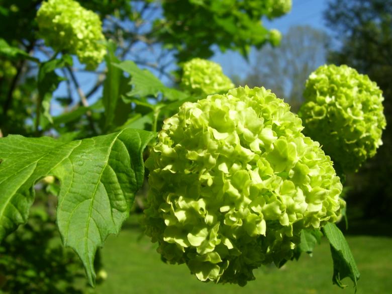 Free stock image of Green Hues created by Marcy