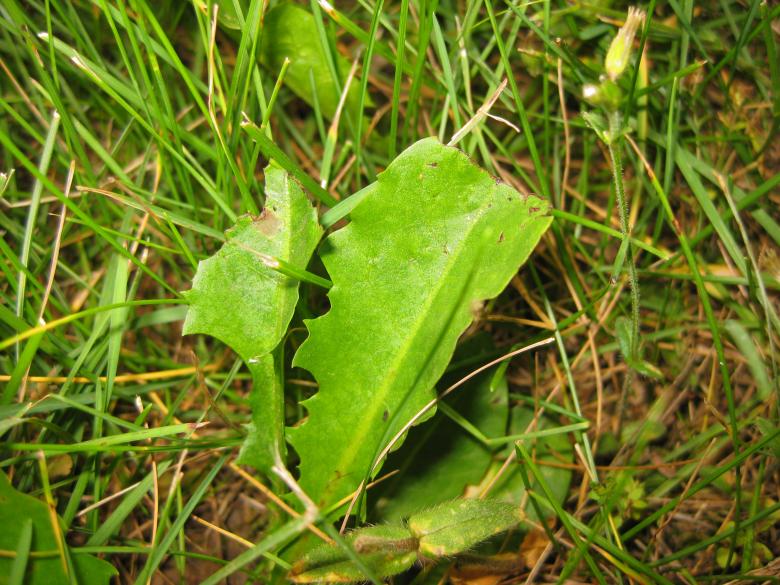 Free stock image of Green Leaves created by John Boker